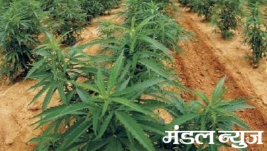 marijuana-farm-amravati-mandal