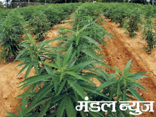 marijuana-farm-amravati-mandal