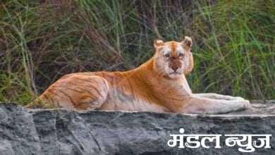 golden-tiger-amravati-mandal