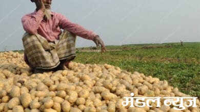 Potatoes_froad-amravati mandal