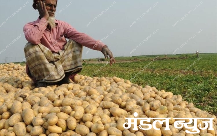 Potatoes_froad-amravati mandal