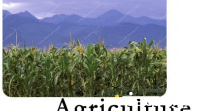 agriculture_amravati-mandal