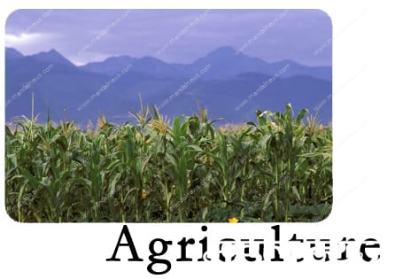 agriculture_amravati-mandal