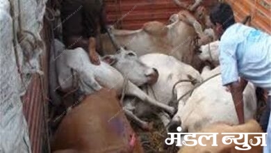 animal-trafficking-amravati-mandal