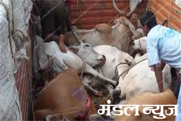 animal-trafficking-amravati-mandal