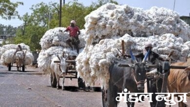 cotton-market-amravati-madnal