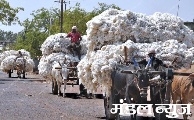 cotton-market-amravati-madnal