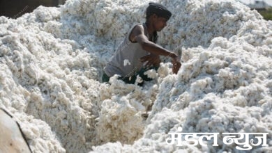 cotton-market-amravati-mandal