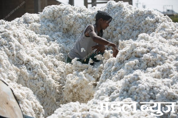 cotton-market-amravati-mandal