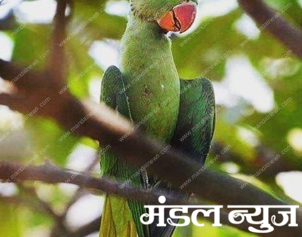 bird-dead-by-kite-amravati-mandal