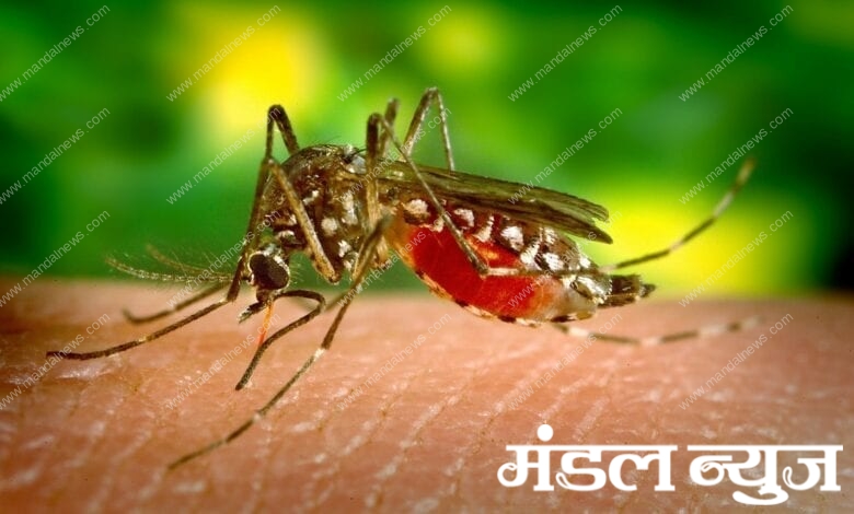 dengue-mosquito-and-prevention_amravati-mandal