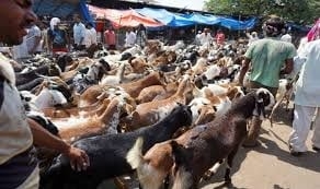 online-goat-sell-bakri-eid-amravati-mandal