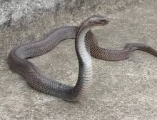 cobra-snake-amravati-mandal