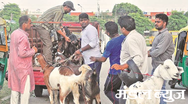 goat-main-bakri-eid-amravati-mandal