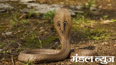 snake-amravati-mandal