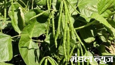 mung-crop-amravati-mandal