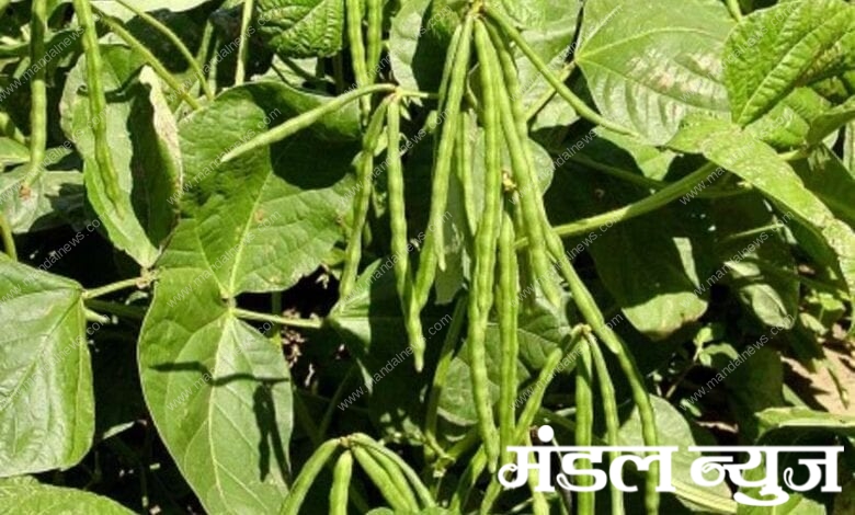 mung-crop-amravati-mandal