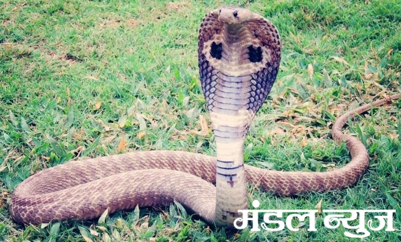 cobra-snale-amravati-mandal