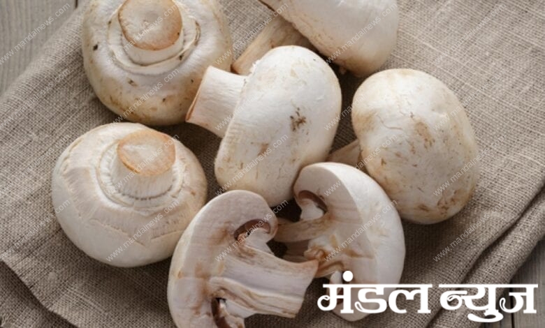mushrooms-amravati-mandal