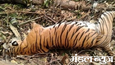 Natural death of tiger cub-amravati mandal