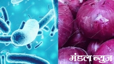 onion-infection-amravati-mandal