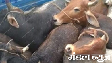 Cow-dynasty-were-being-brough-to-container-amravati-mandal