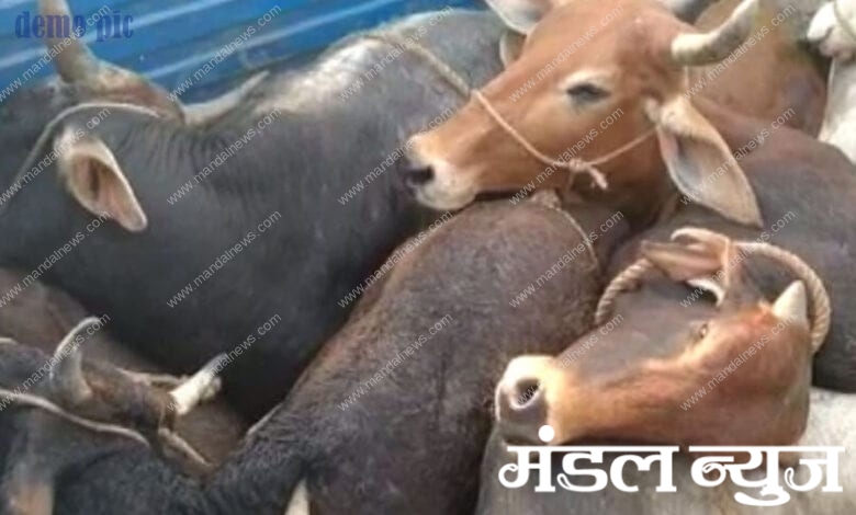 Cow-dynasty-were-being-brough-to-container-amravati-mandal