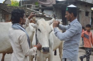 pola-festival-amravati-mandal