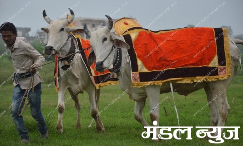 pola-festival-amravati-mandal