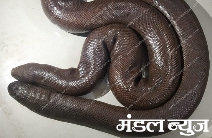 Akola-snake-amravati-mandal