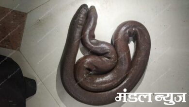 Akola-snake-amravati-mandal