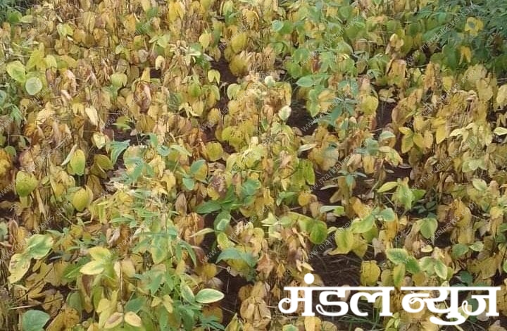 Soyabean-amravati-mandal