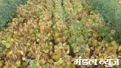 Soyabean-amravati-mandal