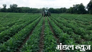 soybean-sowing-area-increased-fourfold-amravati-mandal