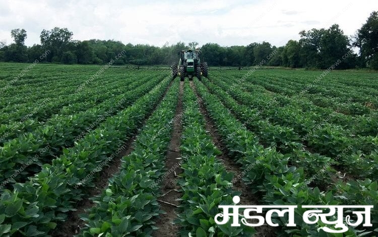 soybean-sowing-area-increased-fourfold-amravati-mandal