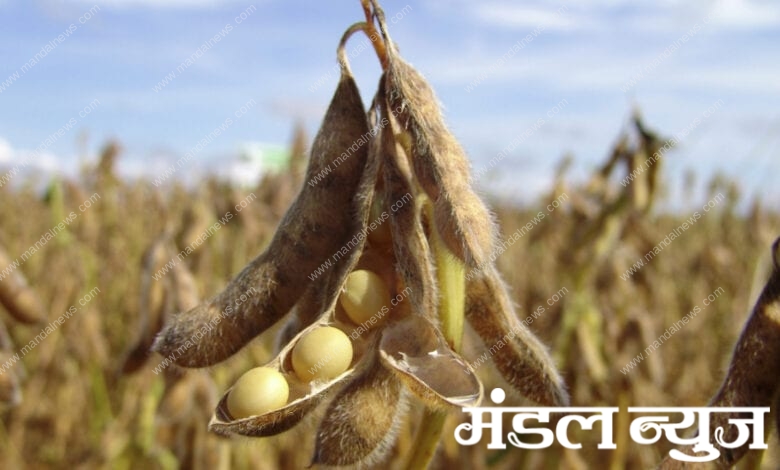 Soybean-amravati-mandal