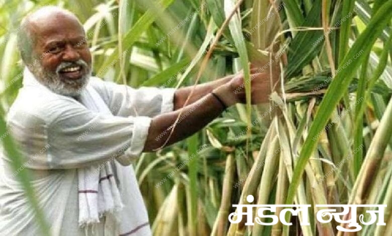 Sugarcane-farmer-amravati-mandal