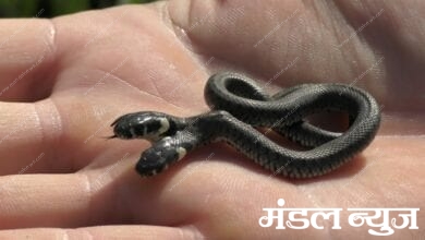 Two-faced-snake-amravati-mandal