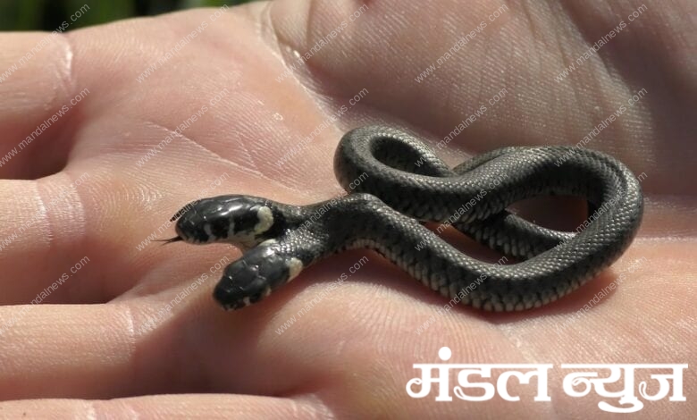 Two-faced-snake-amravati-mandal