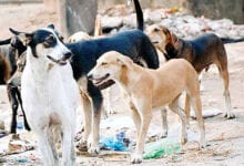 stray-dogs-in-the-city-amravati-mandal
