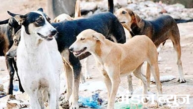 stray-dogs-in-the-city-amravati-mandal