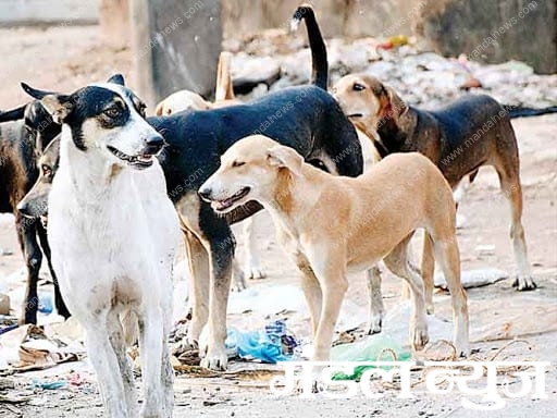 stray-dogs-in-the-city-amravati-mandal