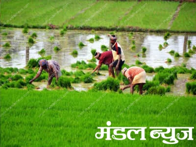 agriculture-amravati-mandal