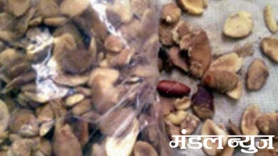 loss-of-1-crore-of-fake-seeds-made-up-amravati-mandal