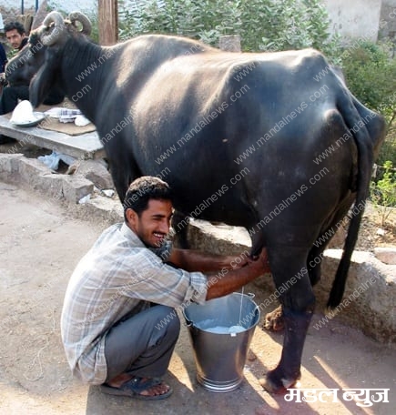 buffalo-milk-amravati-mandal