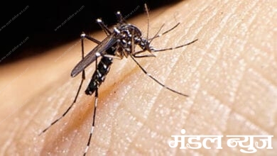 Dengue-disease-death-amravati-mandal