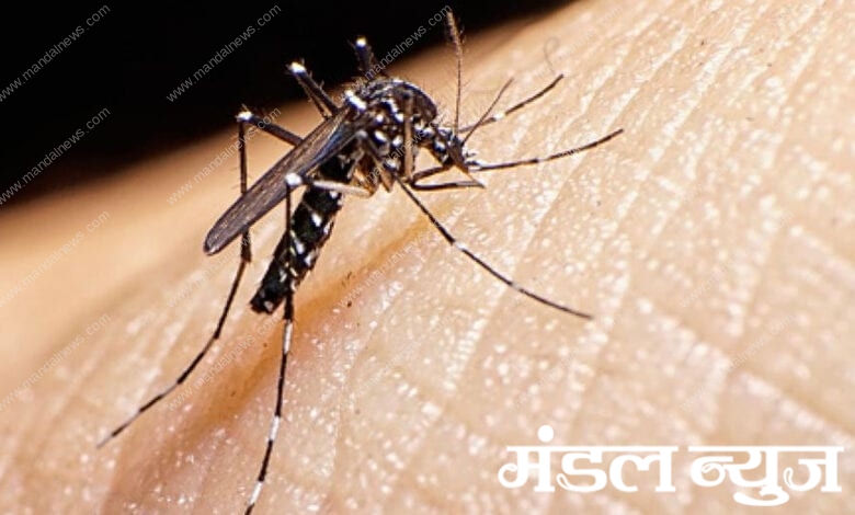 Dengue-disease-death-amravati-mandal