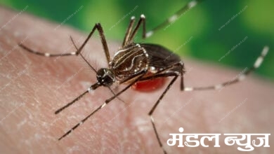 dengue-amravati-mandal