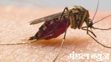 dengue-amravati-mandal