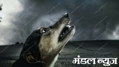 dog-amravati-mandal